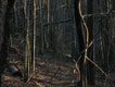 Pod-Stallation 5 thumbnail